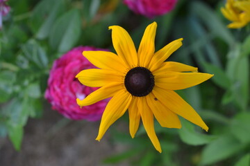 Rudbeckia 