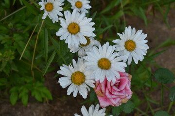 garden daisies