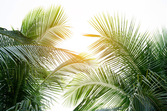 tropical palm leaf background, coconut palm trees perspective view