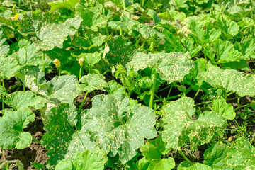 From above pumpkin plants with green leaves injured by toxic herbicide on sunny summer day on farm