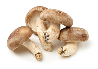 Shiitake mushroom on the White background 