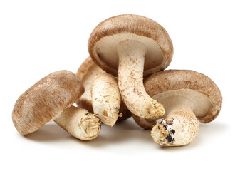 Shiitake mushroom on the White background 