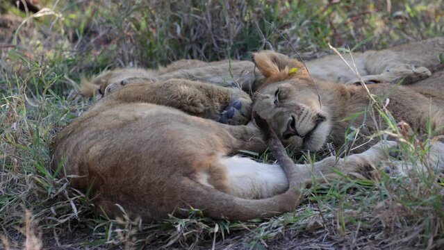 Very sleepy lion cubs in the shade