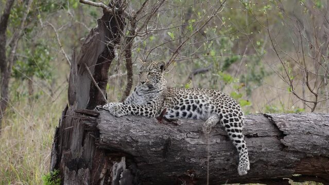 Zooming out of a leopard cub resting on a dead tree
