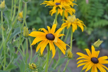 Rudbeckia.