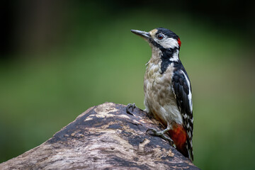 A woodpecker sits on a tree stump in the forest.