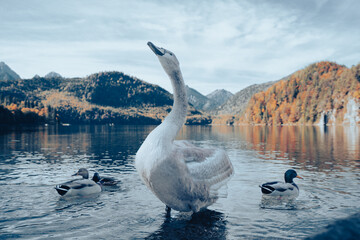 Swan is swimming and showing wing in the Germany 's lake with family in autumn season.