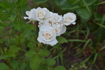 White roses in the garden.