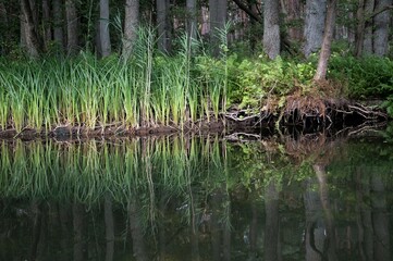 Schöne Ufervegetation an der Havel - Nationalpark Mecklenburg Vorpommern