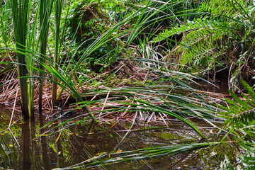 Wild tropical forest view with green plants growing in water
