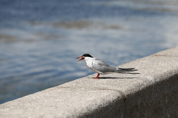 Seagull with a fish. Sterna hirundo