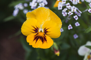 Viola tricolor, macro photo of yellow flower