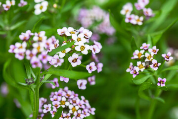 Sweet Allysum in bloom, Lobularia maritima macro photo