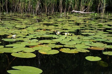 Ein Teppich aus Seerosen am Zotzensee - Mecklenburg Vorpommern