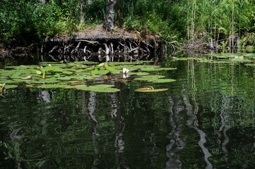 Deutlich reduzierte Wasserstand an der Havel infolge der lang anhaltenden Trockenheit