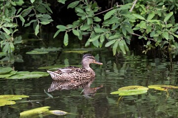Eine am Ufer schwimmende Stockente, Haval