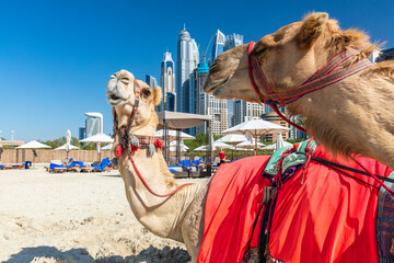 Camels on Dubai jumeirah beach with marina skyscrapers in UAE