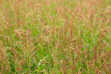 Sorrel flowers. Polygonaceae pernnial plants. The flowering season is from April to July. It is a wild vegetable and can be used for medicinal purposes.