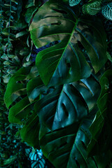 Obraz na płótnie Canvas closeup nature view of tropical leaves background, dark nature concept