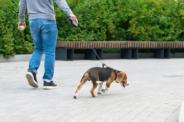 a man leads a dog on a leash in the park on the street, rear view