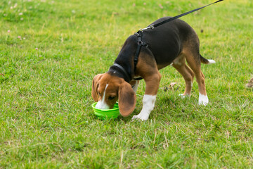 Beagle puppy drinks water from a bowl on a green lawn