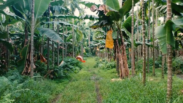 Aerial View From A Drone Of Banana Trees