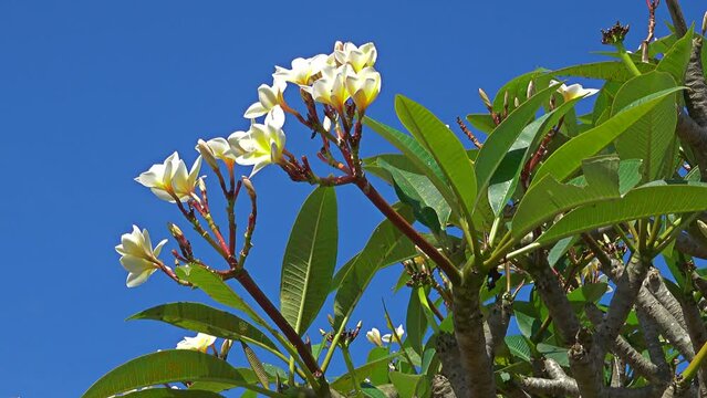 White frangipani flowers on tree
