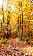 Obraz premium Calm fall season. Beautiful landscape with road in autumn forest. Maples and oaks trees with yellow and orange leaves