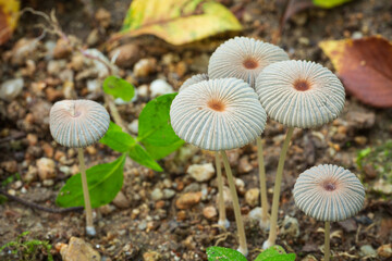 ヒメヒガサヒトヨタケ