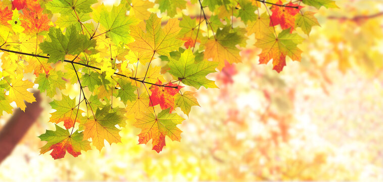 Calm fall season. Maple tree leaves on sunny beautiful nature autumn background