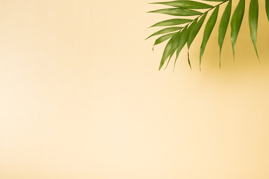 Tropical green palm leaf on a yellow pastel background. Summer minimalistic backdrop © Alina
