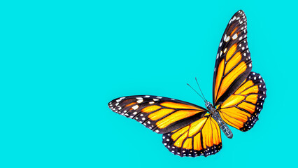Fototapeta na wymiar 3d illustration 0f Monarch Butterfly on color background