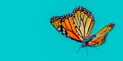 3d illustration 0f Monarch Butterfly on color background