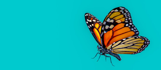 3d illustration 0f Monarch Butterfly on color background