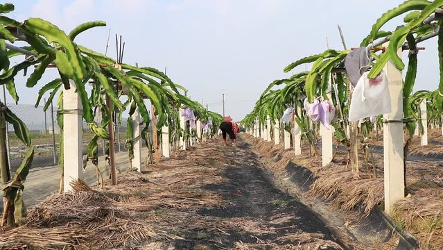Old women take care of dragon fruit farm