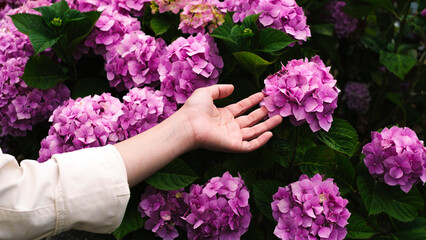 Fototapeta na wymiar Woman Holding Pink Hydrangea Flower