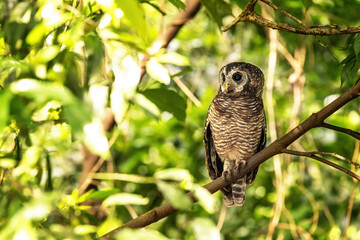 African wood owl, Strix woodfordii nuchalis, perched in a tree, Uganda, Africa. A medium sized bird found in sub-Saharan Africa and also know as a Woodford Owl