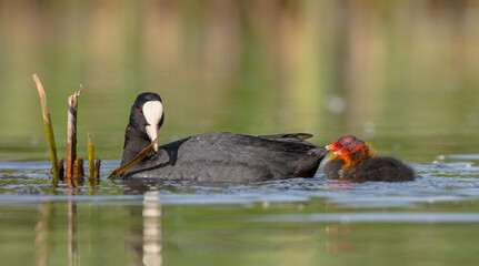 Eurasian coot - adult bird with juveniles in spring