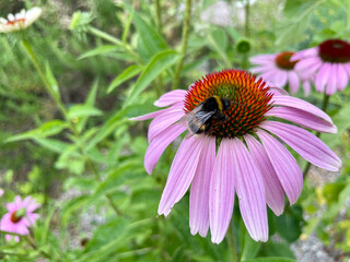 Hummel Biene auf Roter Sonnenhut (Echinacea purpurea)