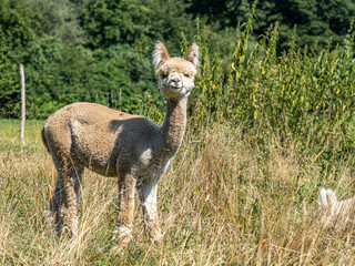 Alpaka