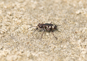 Cicindela maritima, a beach beetle