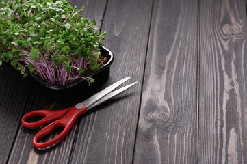 Fresh microgreens close up on wooden rustic dark background. Growing sprouts for salad