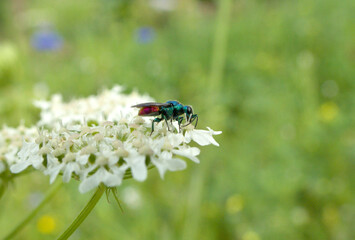 cuckoo wasp, chrysis ignita