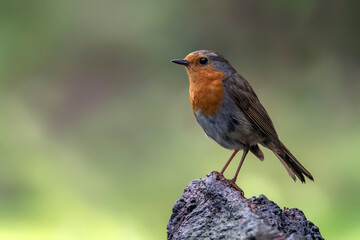 European Robin (Erithacus rubecula) on a branch in the forest of Noord Brab in the Netherlands. Green background.                                                                                      
