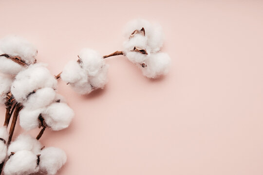 Cotton flower on pastel pink paper background with copyspace