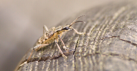 Ribbed pine borer, rhagium inquisitor