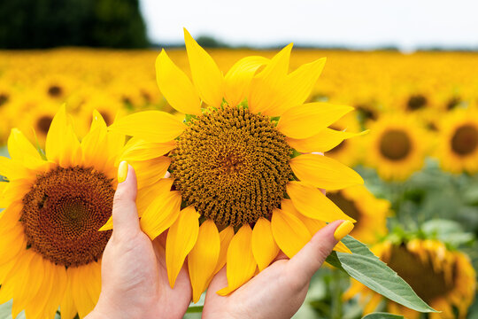 Woman's hands holding sunflower on beautiful sunflower field. The concept of agriculture. Ukrainian nature. Selective focus