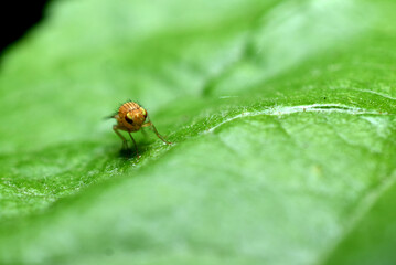 Fruit fly yellow and green leaf.