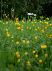 Field with dandelions and small yellow flowers out of focus, dandelion in field against forest in shallow depth of field