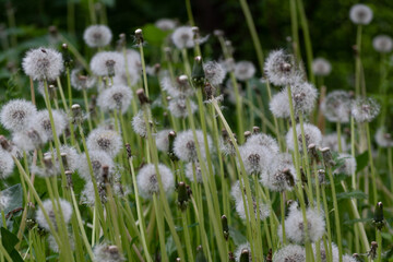 Many dandelions in field close up, wild flowers in blossom